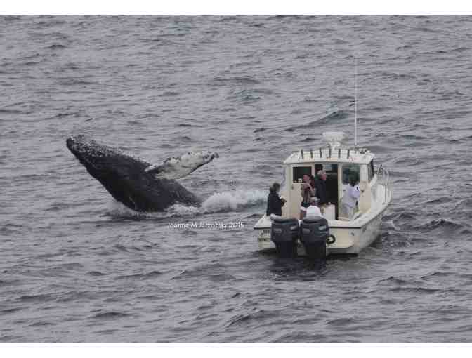 SeaSalt Charters Private Whale Watch for up to 6 people - Photo 2