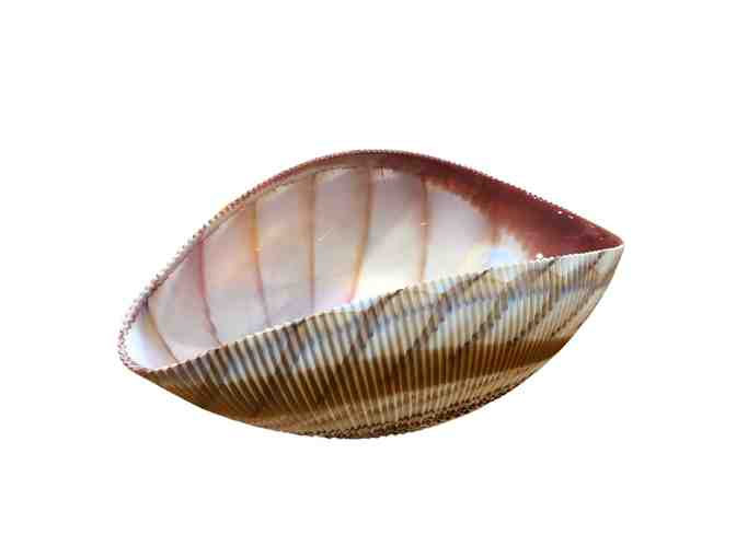 Shell Bowl