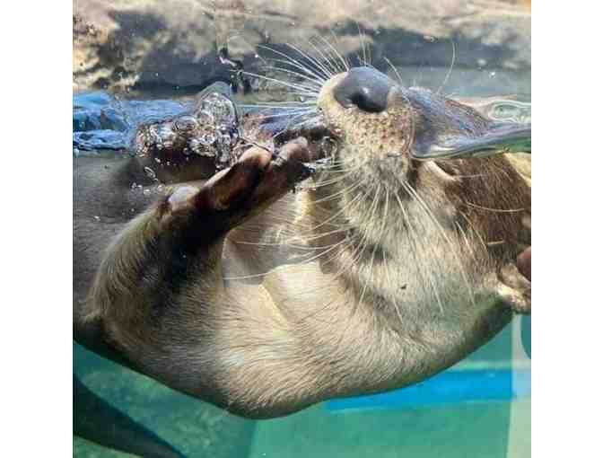 4 General Admission Passes to the Mississippi Aquarium - Photo 2