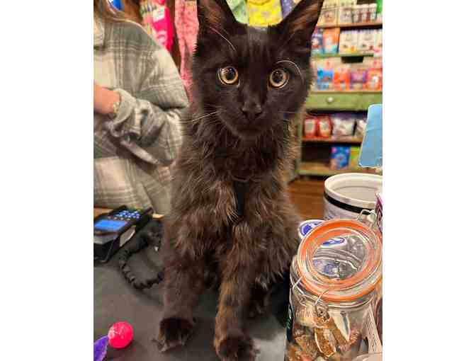 Cornerstone Pets - $50 Gift Certificate