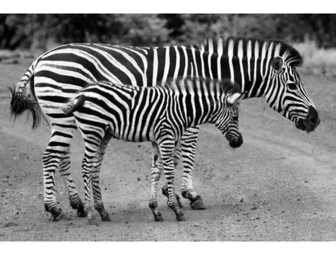 African Photo Safari for 2