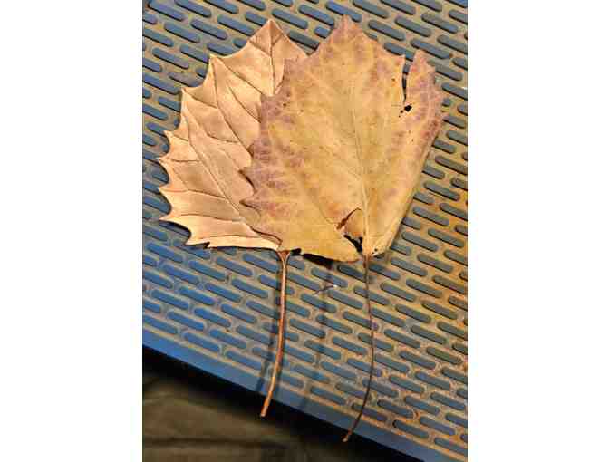 Eternal Autumn Part 1: Big Tooth Aspen Leaf