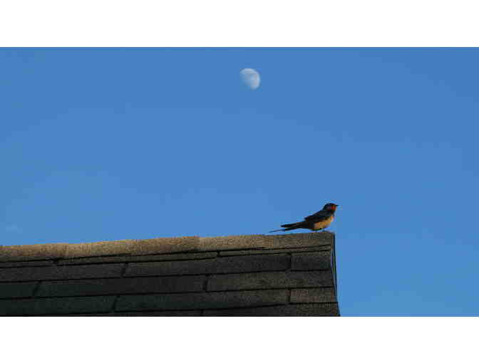 Barn Swallow by Tom Riddell - Photo 1