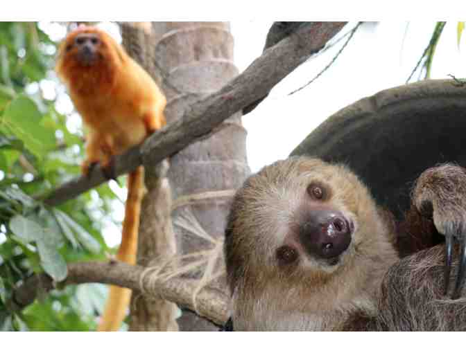 A Behind the Scenes VIP Sloth Encounter at Roger Williams Park Zoo