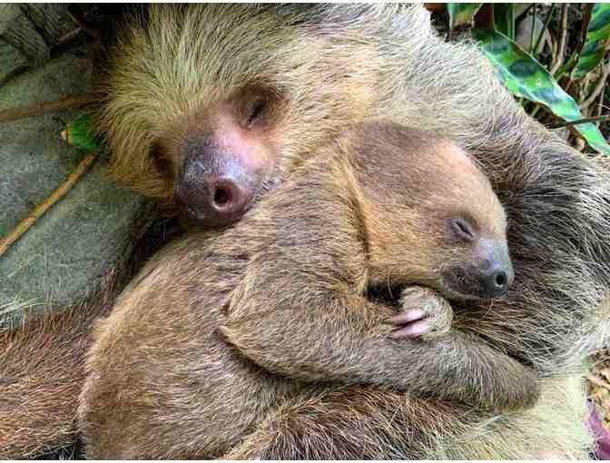 A Behind the Scenes VIP Sloth Encounter at Roger Williams Park Zoo