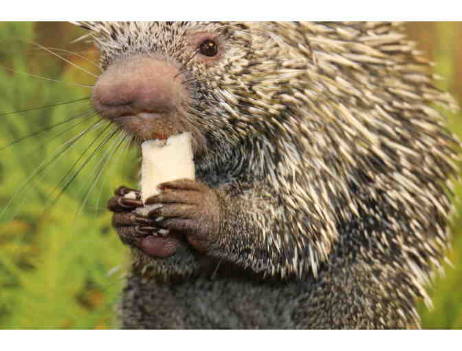 A Behind the Scenes VIP Visit with George the Porcupine