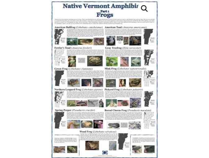 2 Laminated Posters *SALAMANDERS + FROGS *Vermont Amphibian Atlas