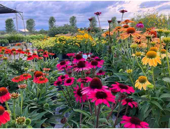 $25 Greenhaven Garden & Nursery Gift Certificate *New Haven, VT