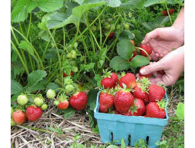 $50 Lewis Creek Farm Gift Card *Delicious Fresh Produce! (Starksboro VT) - Photo 2