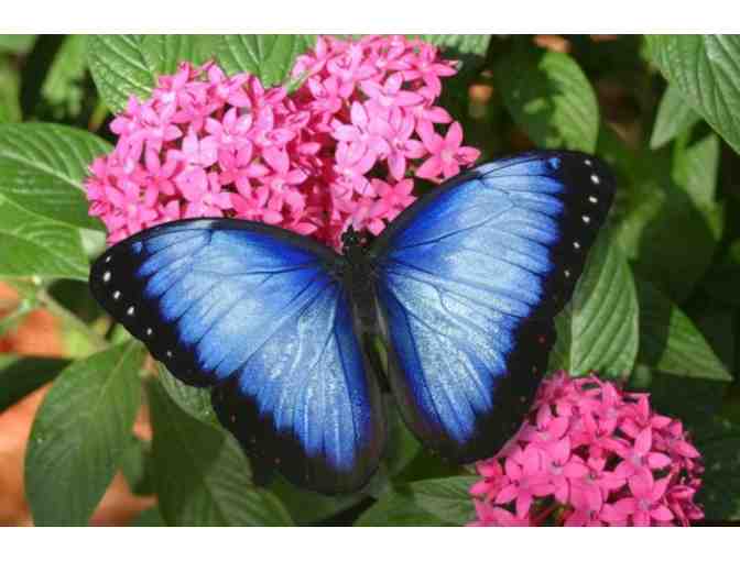 Butterfly World Tickets - Photo 4