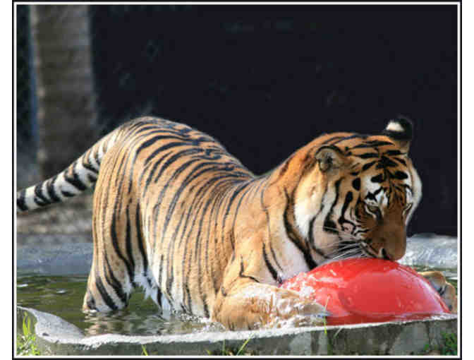 Big Cat Habitat and Gulf Coast Sanctuary Gift Certificate - Photo 2